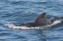 Baja05 - 218 * Note the huge dorsal fin of this super-male. We saw many examples this morning